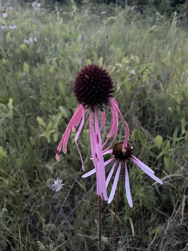 Sanguin purple coneflower (Echinacea sanguinea)