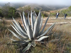 Agave applanata