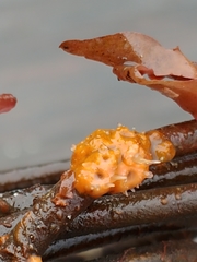 Metandrocarpa dura