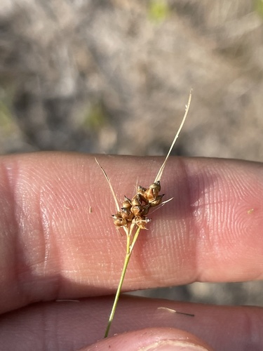 Savannah Beakrush (Rhynchospora debilis)