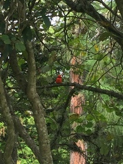 Pyrocephalus rubinus