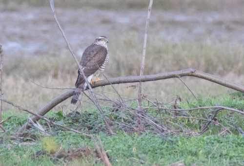 Gavilán común (Accipiter nisus)