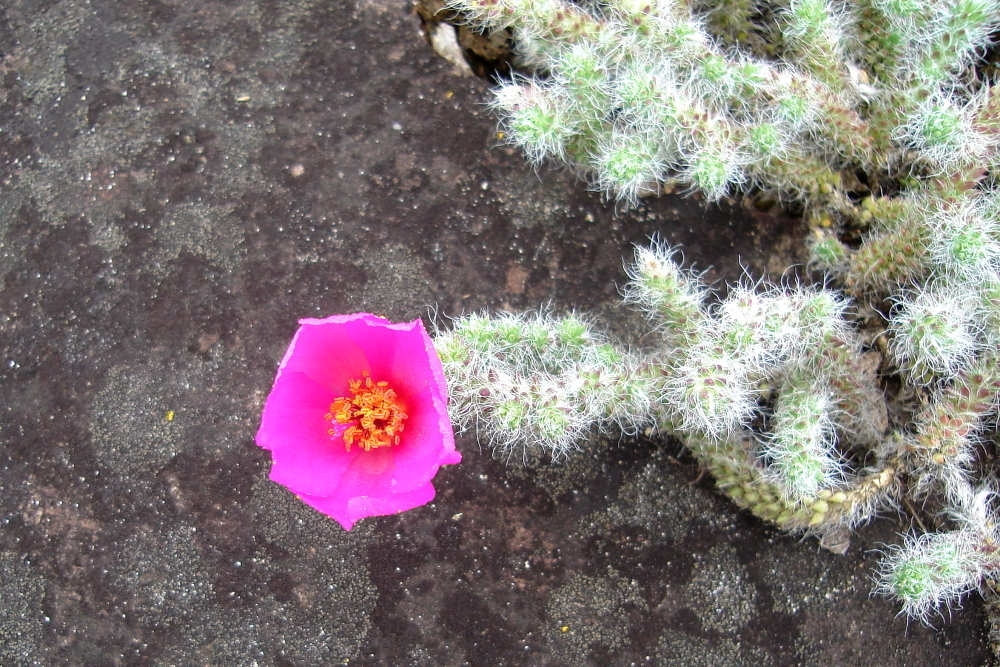 Portulaca eruca