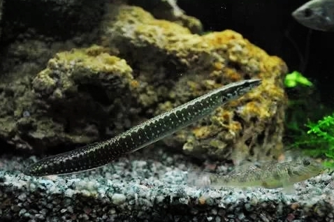 Chinese spiny eel (Sinobdella sinensis) — Mastacembelidae