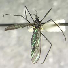 Gnophomyia tristissima