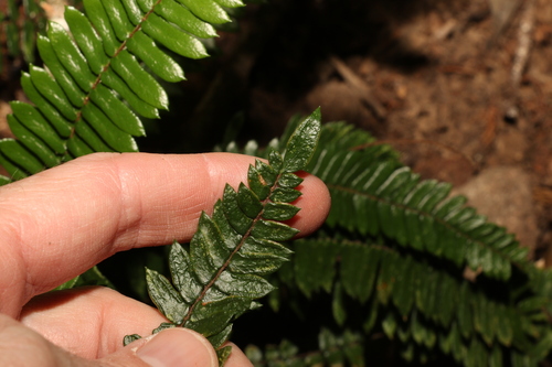 Image of Pellaea nana by (c) Greg Tasney, some rights reserved (CC BY-SA)