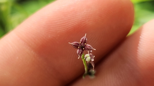 Image of Galium lanceolatum by no rights reserved
