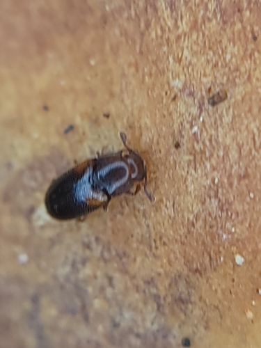 Dacne californica photo 2