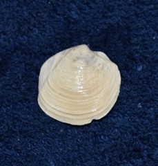 Phacoides pectinatus