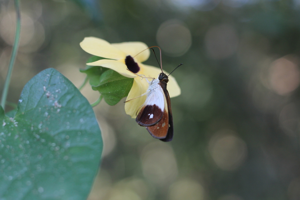 Saliana esperi