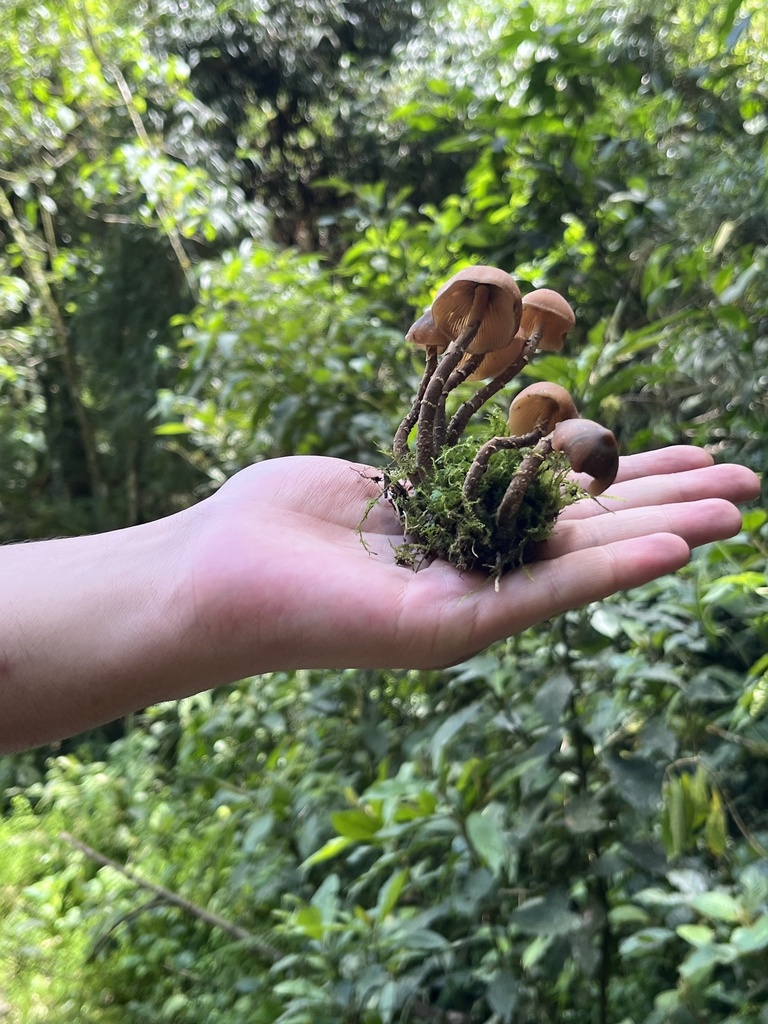 Psilocybe zapotecorum · June 2023 · photo: © nbareschu (iNaturalist, cc-by)