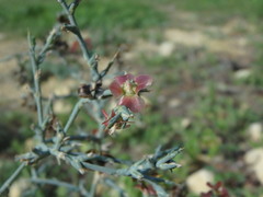 Noaea mucronata
