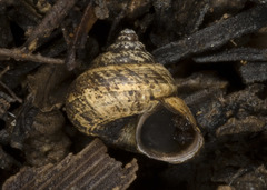 Cytora lignaria