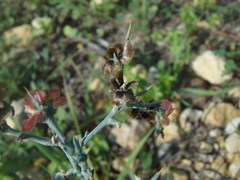 Noaea mucronata