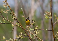Emberiza aureola