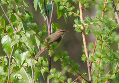 Phylloscopus schwarzi