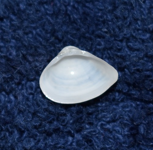 Dwarf Surfclam