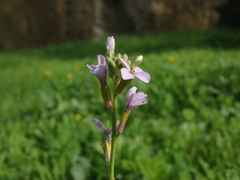 Erucaria hispanica