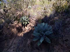 Agave nuusaviorum