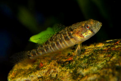 Micropercops swinhonis