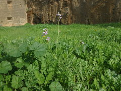 Erucaria hispanica