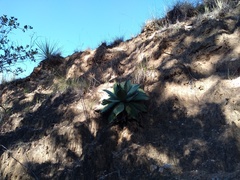 Agave nuusaviorum