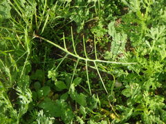 Erucaria hispanica