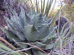 Agave nuusaviorum