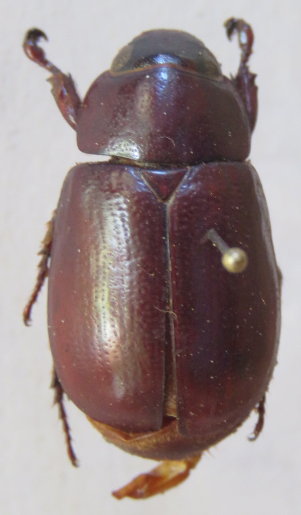 Cyclocephala ligyrina