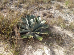 Agave nuusaviorum