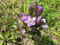 Gentianella germanica