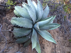 Agave nuusaviorum