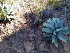 Agave nuusaviorum