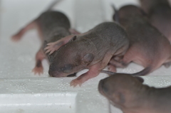 Brown Rat photo 4
