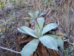 Agave nuusaviorum