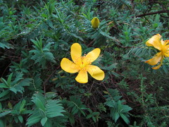 Hypericum revolutum