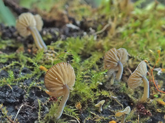 Simocybe haustellaris