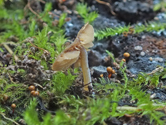 Simocybe haustellaris