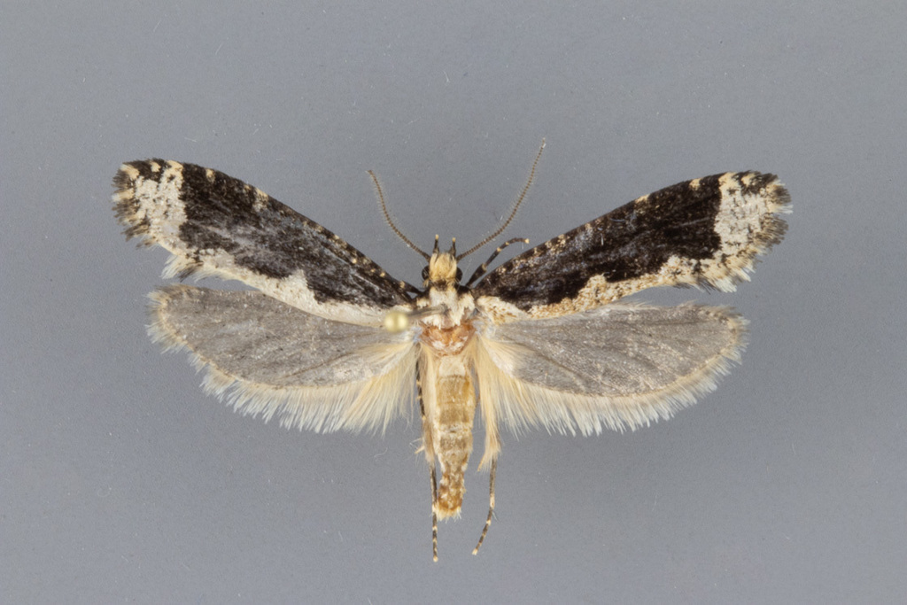 Daviscardia