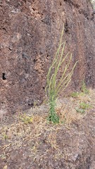 Reseda luteola image