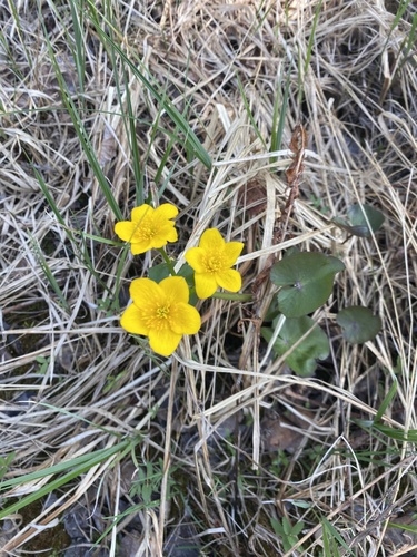 marsh marigold