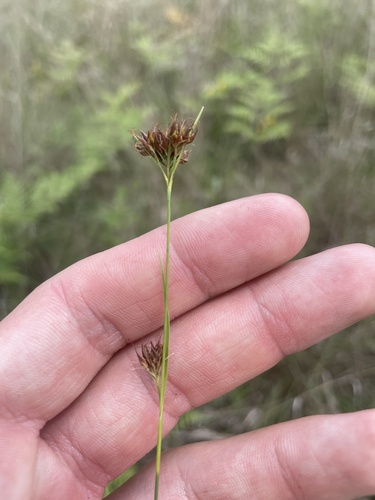 slender beaksedge (Rhynchospora gracilenta)