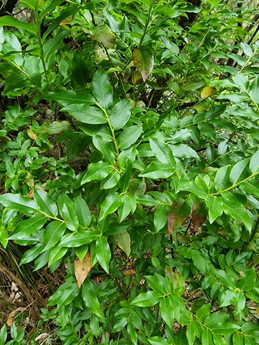 Vaccinium image