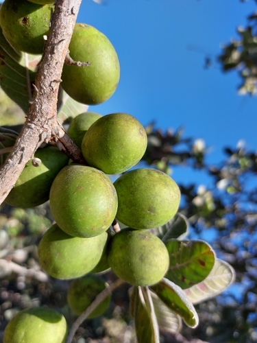 Buchenavia tomentosa