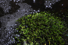 Scleropodium obtusifolium