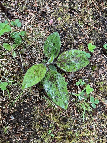 Hieracium maculatum iNat (2)