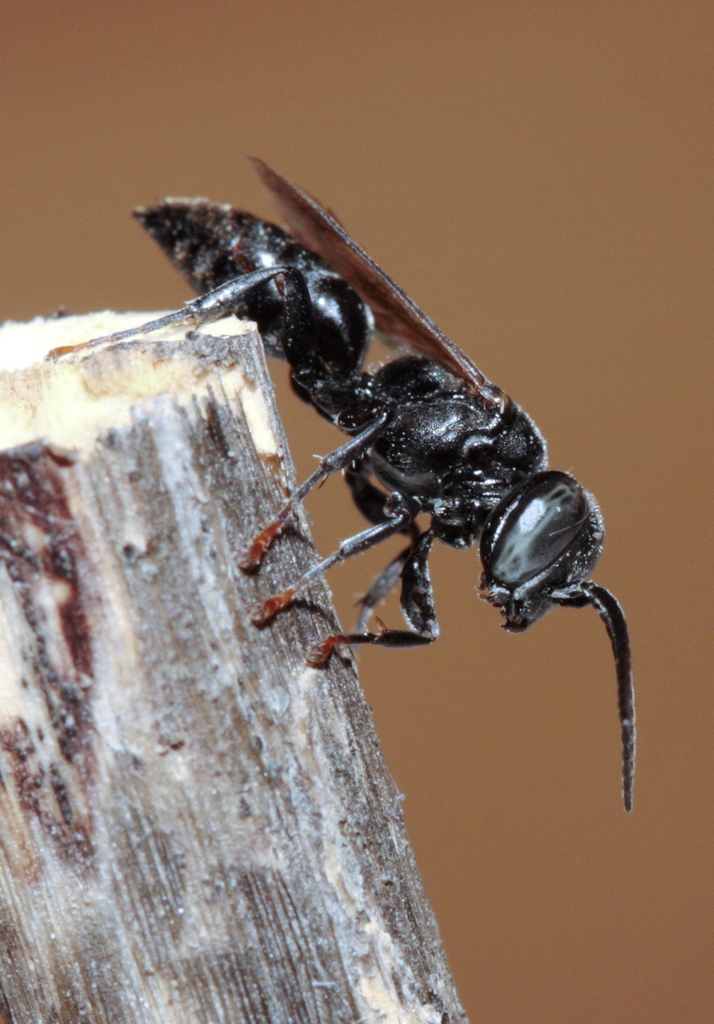 Tachysphex tarsinus