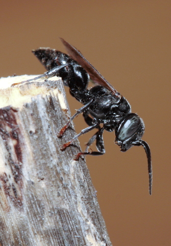 Tachysphex tarsinus