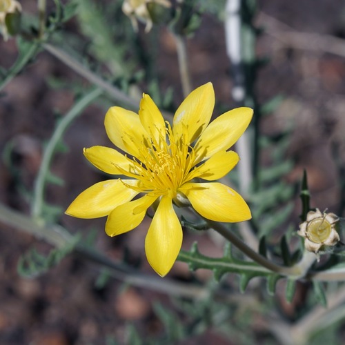 Image of Mentzelia procera by (c) Andrew Tree, some rights reserved (CC BY)