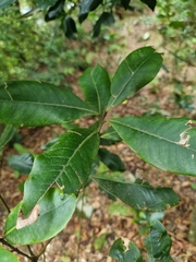 Heberdenia excelsa image